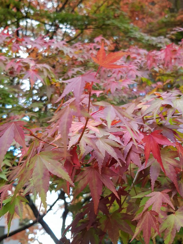 20181112_153214